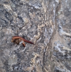 Anzoplana trilineata at suppressed - 28 Aug 2022