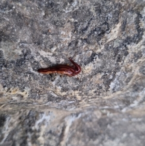 Anzoplana trilineata at Bungendore, NSW - suppressed