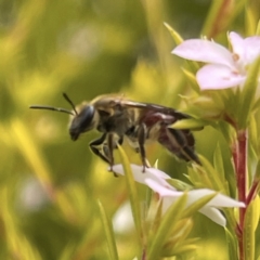 Unidentified Bee (Hymenoptera, Apiformes) at Hackett, ACT - 28 Aug 2022 by Boagshoags