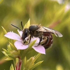 Apiformes (informal group) at Hackett, ACT - suppressed