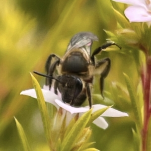 Apiformes (informal group) at Hackett, ACT - suppressed