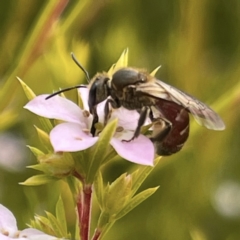 Apiformes (informal group) at Hackett, ACT - suppressed