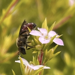 Apiformes (informal group) at Hackett, ACT - suppressed