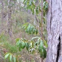 Xylomelum pyriforme (Woody Pear) at Woodlands, NSW - 29 Aug 2022 by plants