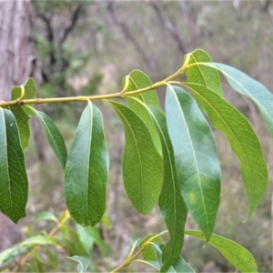 Xylomelum pyriforme at Woodlands, NSW - 29 Aug 2022 05:28 PM