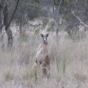 Macropus giganteus at Throsby, ACT - 28 Aug 2022