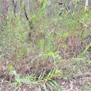 Stypandra glauca at Woodlands, NSW - 29 Aug 2022