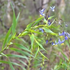 Stypandra glauca at Woodlands, NSW - 29 Aug 2022