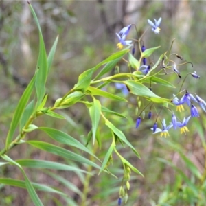 Stypandra glauca at Woodlands, NSW - 29 Aug 2022