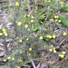 Acacia gunnii (Ploughshare Wattle) at Woodlands - 29 Aug 2022 by plants