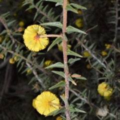 Acacia gunnii at Woodlands, NSW - 29 Aug 2022