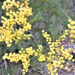 Acacia terminalis (Sunshine Wattle) at Woodlands, NSW - 29 Aug 2022 by plants