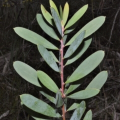 Persoonia glaucescens (Mittagong Geebung) at Woodlands - 29 Aug 2022 by plants