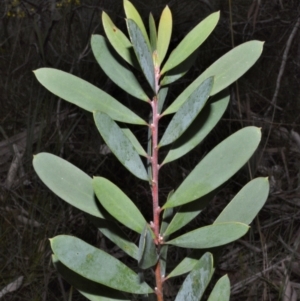 Persoonia glaucescens at suppressed - suppressed