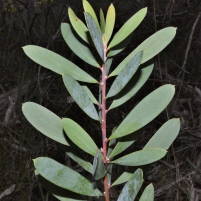 Persoonia glaucescens (Mittagong Geebung) at Woodlands, NSW - 29 Aug 2022 by plants