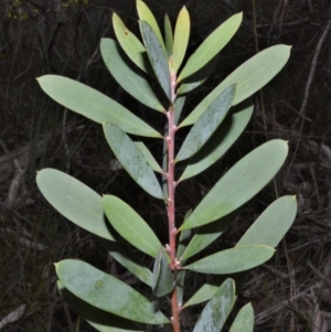 Persoonia glaucescens (Mittagong Geebung) at suppressed by plants