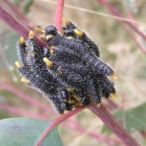 Perga dorsalis at Throsby, ACT - 28 Aug 2022 02:36 PM