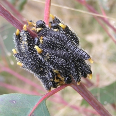 Perga dorsalis (Steel-blue sawfly, spitfire) at Mulligans Flat - 28 Aug 2022 by MatthewFrawley