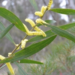 Acacia longifolia subsp. longifolia at Woodlands, NSW - 29 Aug 2022 05:39 PM