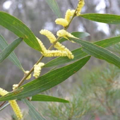 Acacia longifolia subsp. longifolia (Sydney Golden Wattle) at Wingecarribee Local Government Area - 29 Aug 2022 by plants