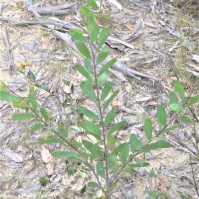 Persoonia glaucescens (Mittagong Geebung) at Woodlands, NSW - 29 Aug 2022 by plants