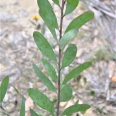 Persoonia glaucescens at suppressed - suppressed