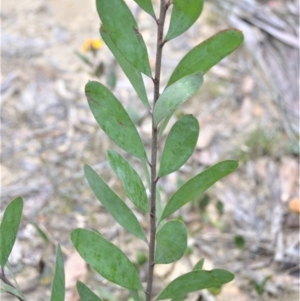 Persoonia glaucescens at suppressed - 29 Aug 2022