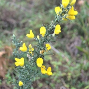 Ulex europaeus at Woodlands, NSW - 29 Aug 2022