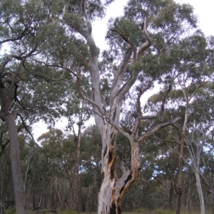 Eucalyptus rossii at Mulligans Flat - 28 Aug 2022