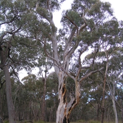 Eucalyptus rossii (Inland Scribbly Gum) at Mulligans Flat - 28 Aug 2022 by MatthewFrawley