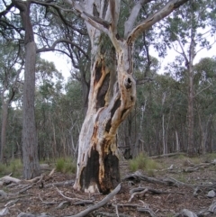 Eucalyptus rossii at Throsby, ACT - 28 Aug 2022