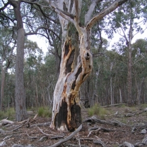 Eucalyptus rossii at Mulligans Flat - 28 Aug 2022