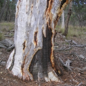 Eucalyptus rossii at Mulligans Flat - 28 Aug 2022