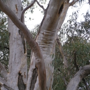 Eucalyptus rossii at Mulligans Flat - 28 Aug 2022