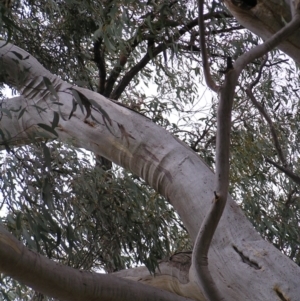 Eucalyptus rossii at Mulligans Flat - 28 Aug 2022