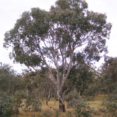 Eucalyptus blakelyi (Blakely's Red Gum) at Mulligans Flat - 28 Aug 2022 by MatthewFrawley