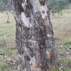 Eucalyptus blakelyi at Forde, ACT - 28 Aug 2022