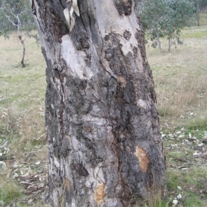 Eucalyptus blakelyi at Mulligans Flat - 28 Aug 2022