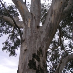 Eucalyptus blakelyi at Mulligans Flat - 28 Aug 2022