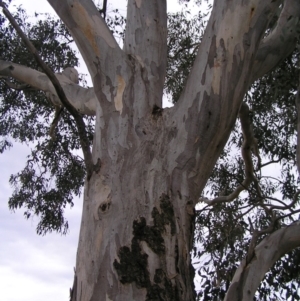 Eucalyptus blakelyi at Forde, ACT - 28 Aug 2022