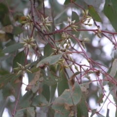 Eucalyptus blakelyi at Mulligans Flat - 28 Aug 2022