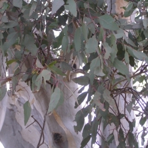 Eucalyptus blakelyi at Mulligans Flat - 28 Aug 2022