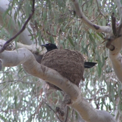 Corcorax melanorhamphos (White-winged Chough) at Mulligans Flat - 28 Aug 2022 by MatthewFrawley