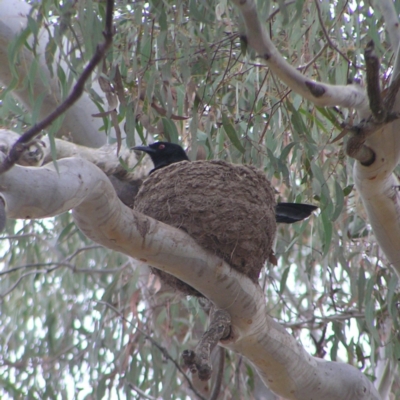 Corcorax melanorhamphos (White-winged Chough) at Mulligans Flat - 28 Aug 2022 by MatthewFrawley