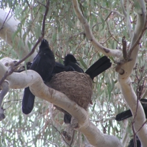 Corcorax melanorhamphos at Forde, ACT - 28 Aug 2022