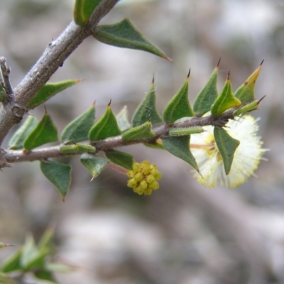 Acacia gunnii (Ploughshare Wattle) at Mulligans Flat - 28 Aug 2022 by MatthewFrawley