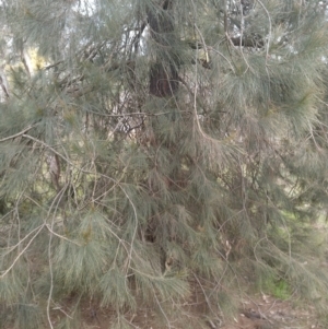 Allocasuarina littoralis at Watson, ACT - 29 Aug 2022 10:17 AM