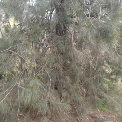 Allocasuarina littoralis (Black She-oak) at Mount Majura - 29 Aug 2022 by abread111