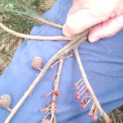 Allocasuarina littoralis at Watson, ACT - 29 Aug 2022