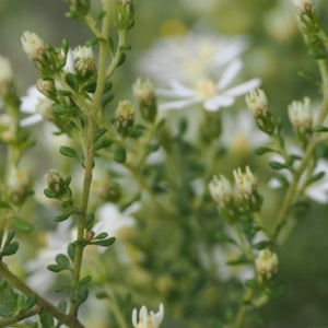 Olearia microphylla at Bruce, ACT - 29 Aug 2022